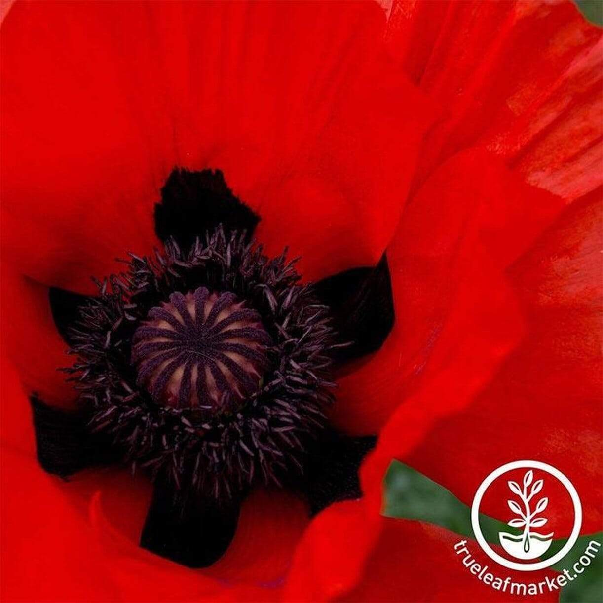 Allegro Oriental Poppy