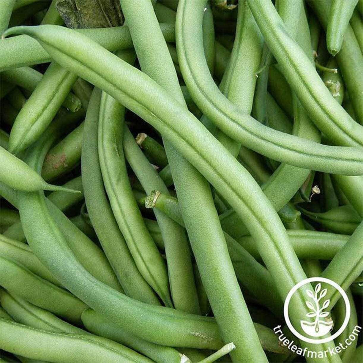 Blue Lake Fm1k Bean