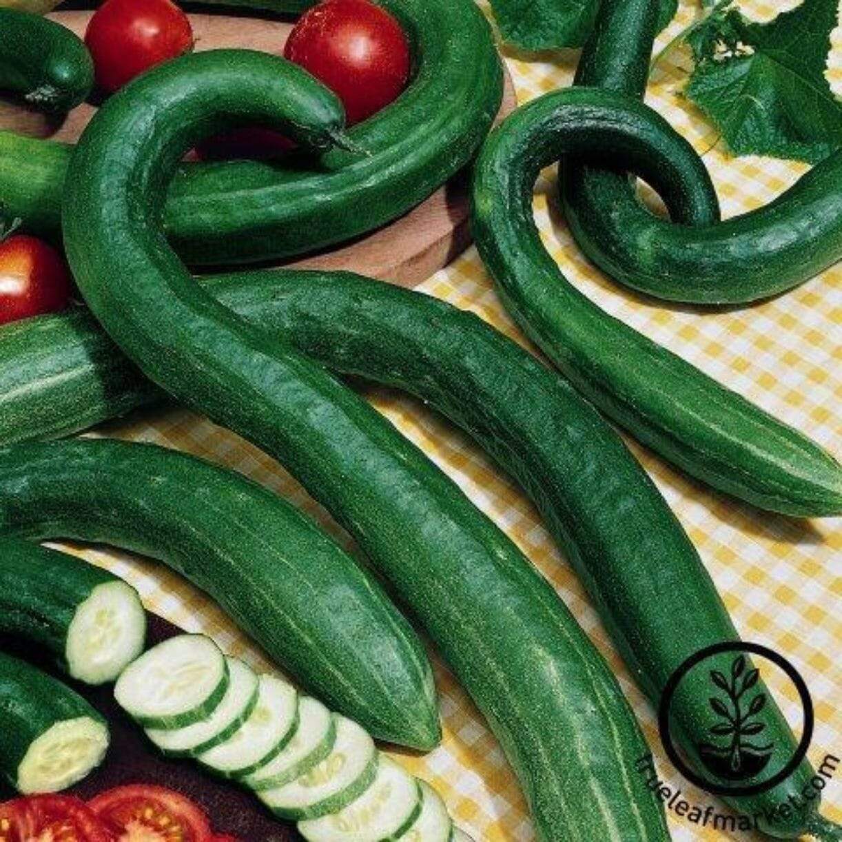Early Spring Bush Burpless Cucumber