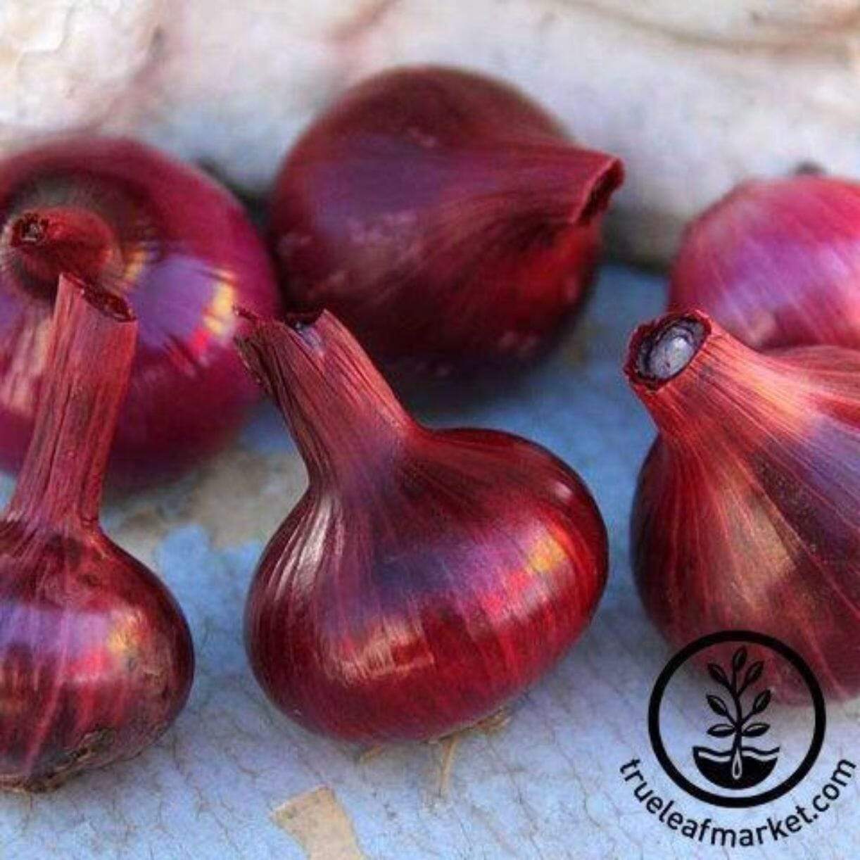 Red Cipollini Onion