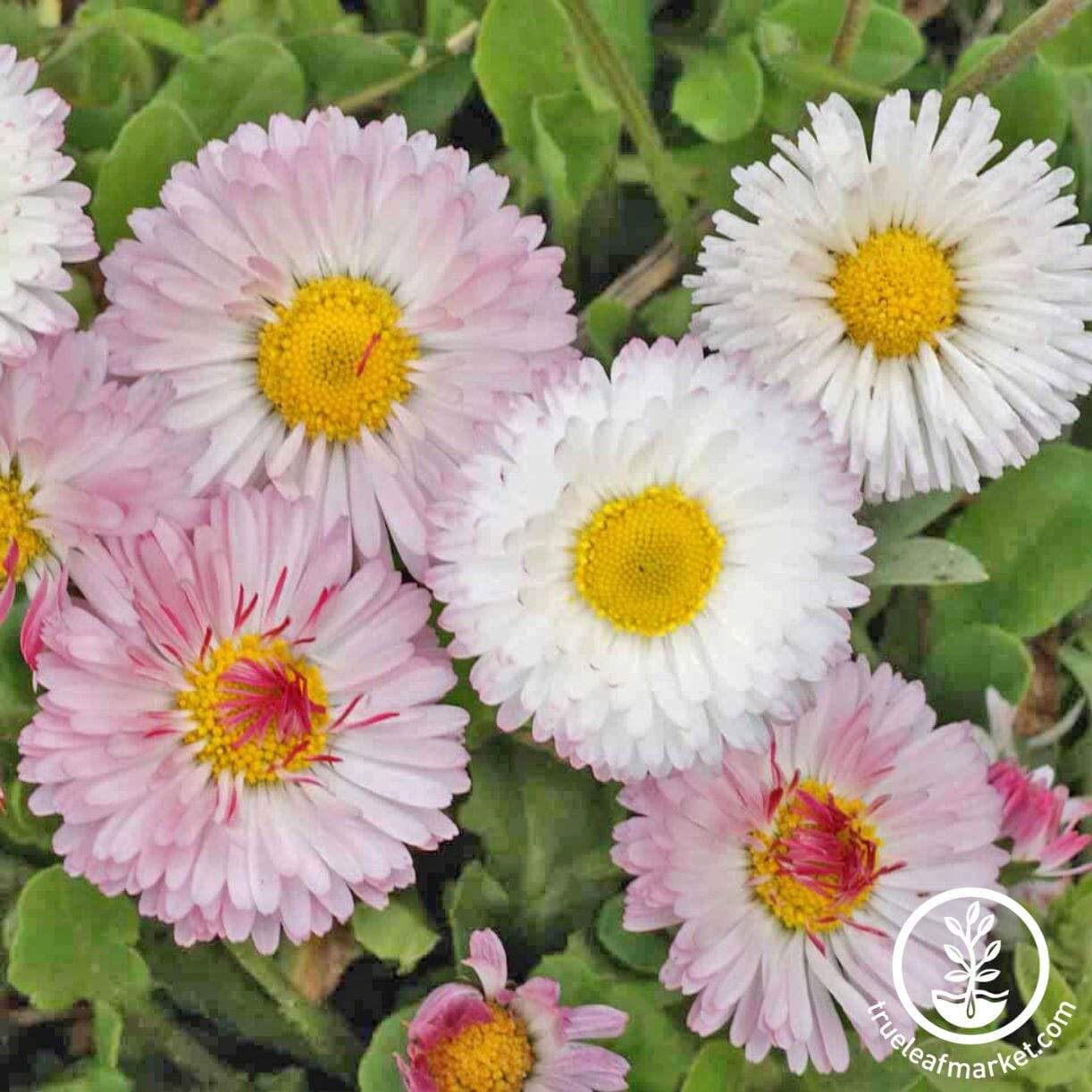 Mixed Bellis (English Daisy)