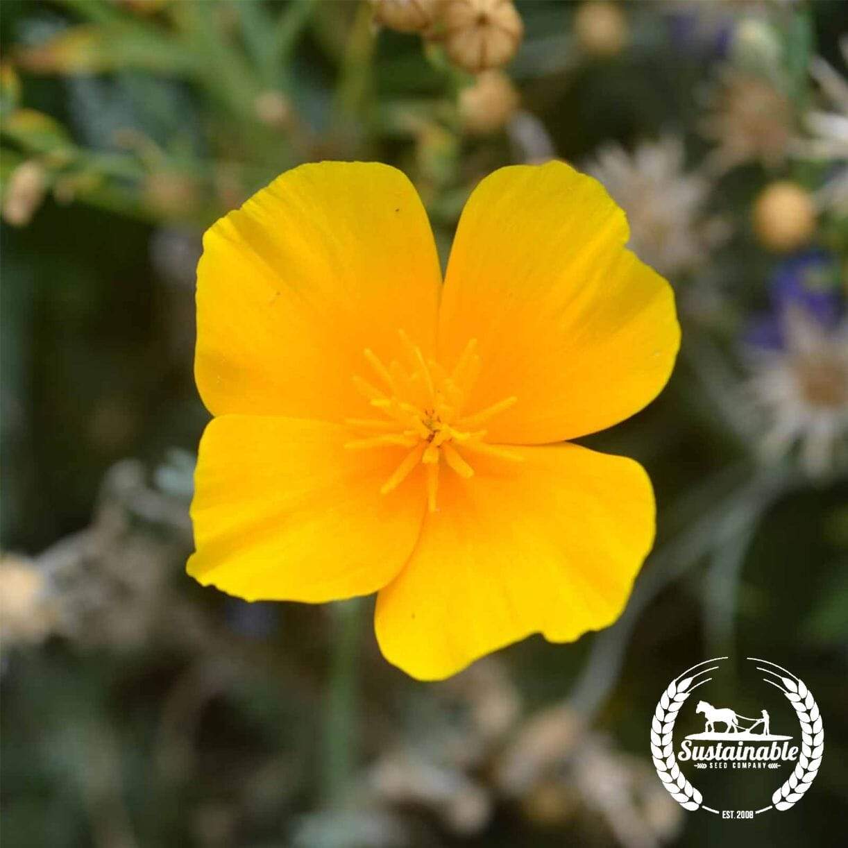 California Poppy