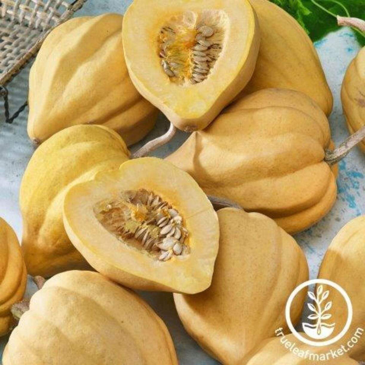 Thelma Sanders Squash
