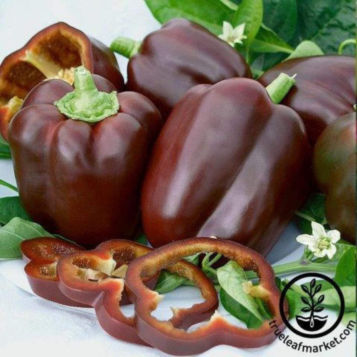 Tawny Port Pepper