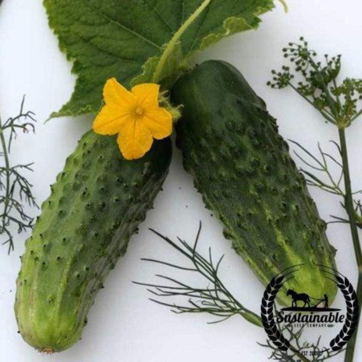 Sumter Cucumber