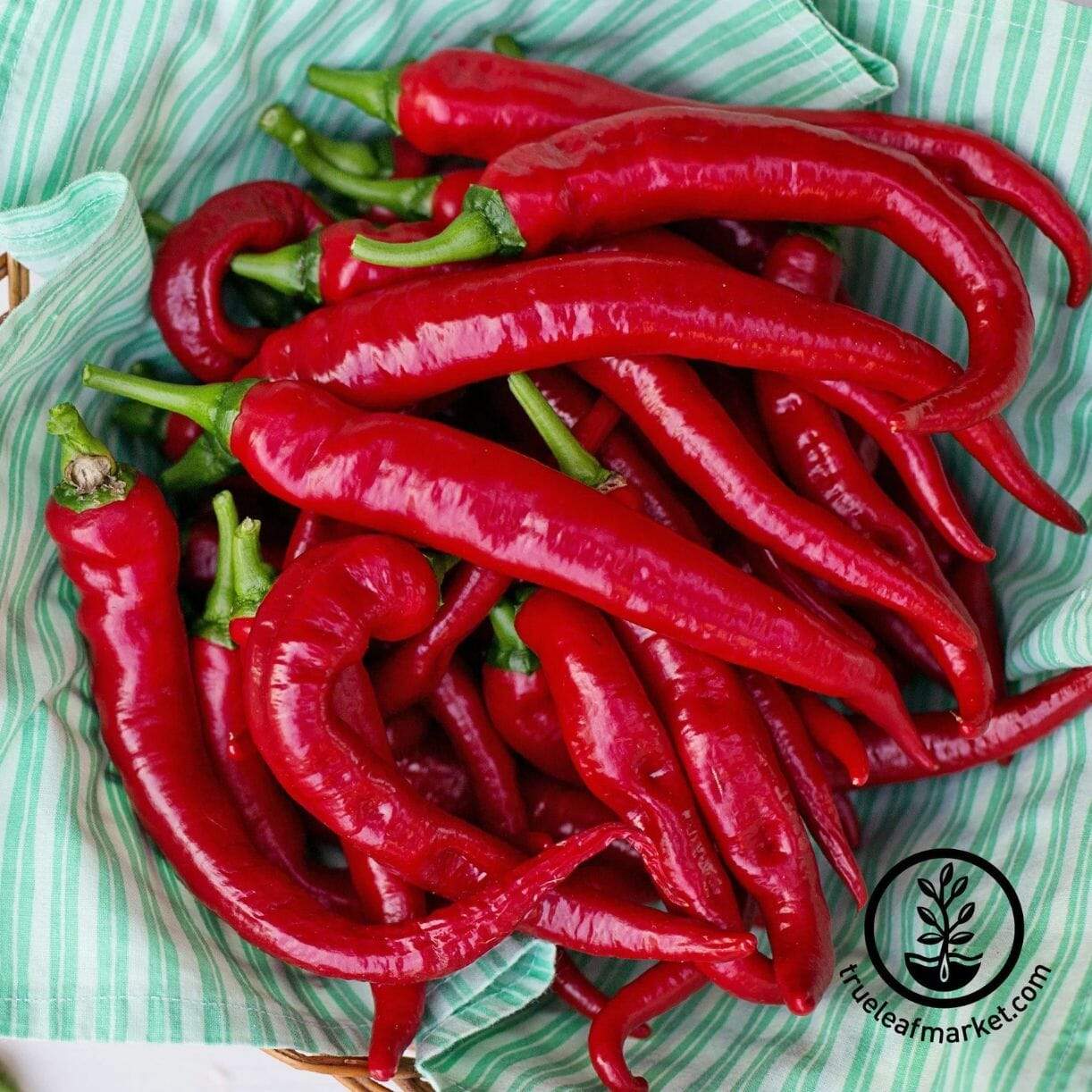 Cayenne Thick Pepper