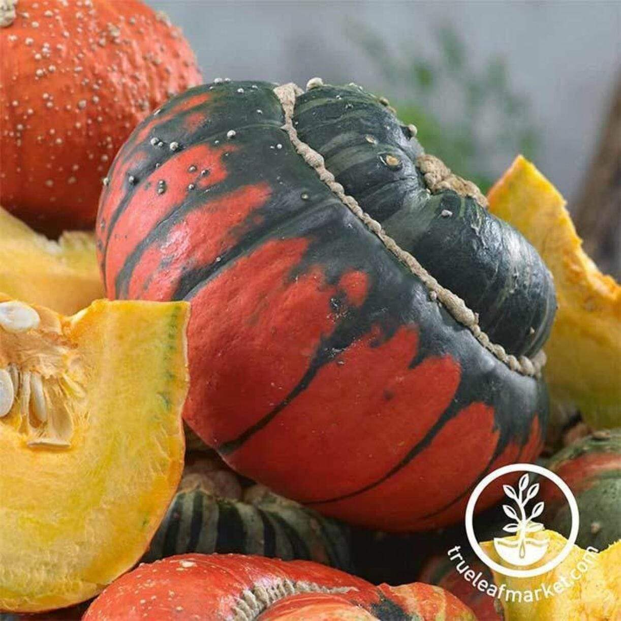 Turks Turban Gourds