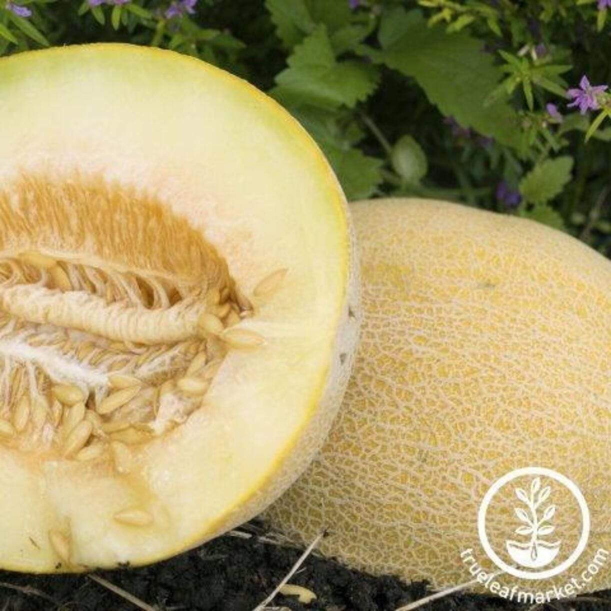 Incredible Melon