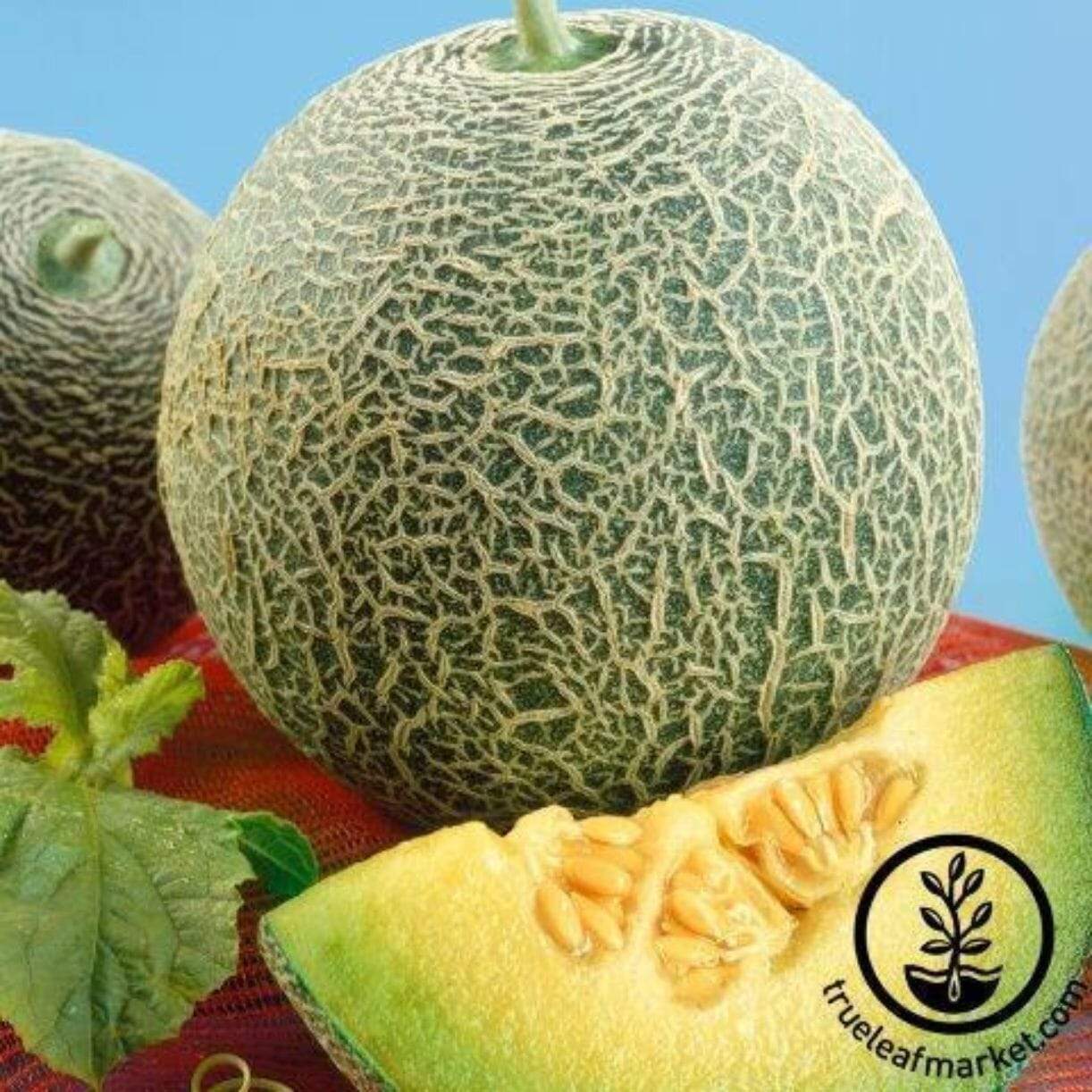 Scrumptious Melon