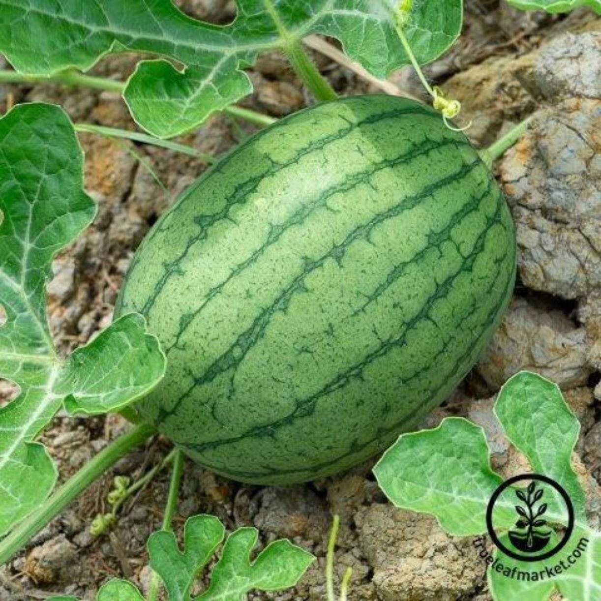 Florida Giant Watermelon