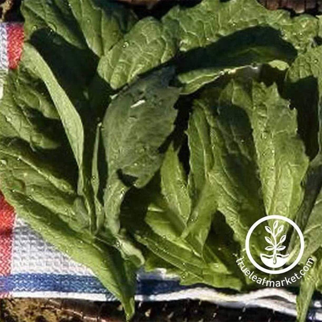 Florida Broadleaf Mustard