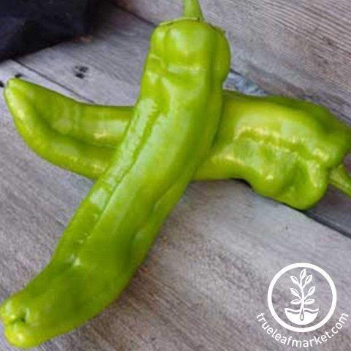 Anaheim Chili Pepper