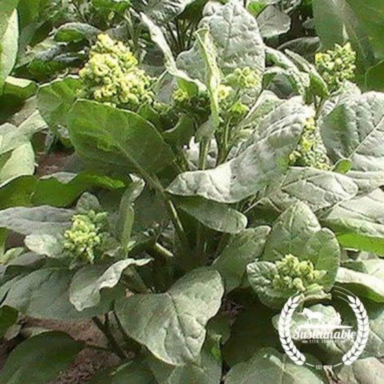 Spinach