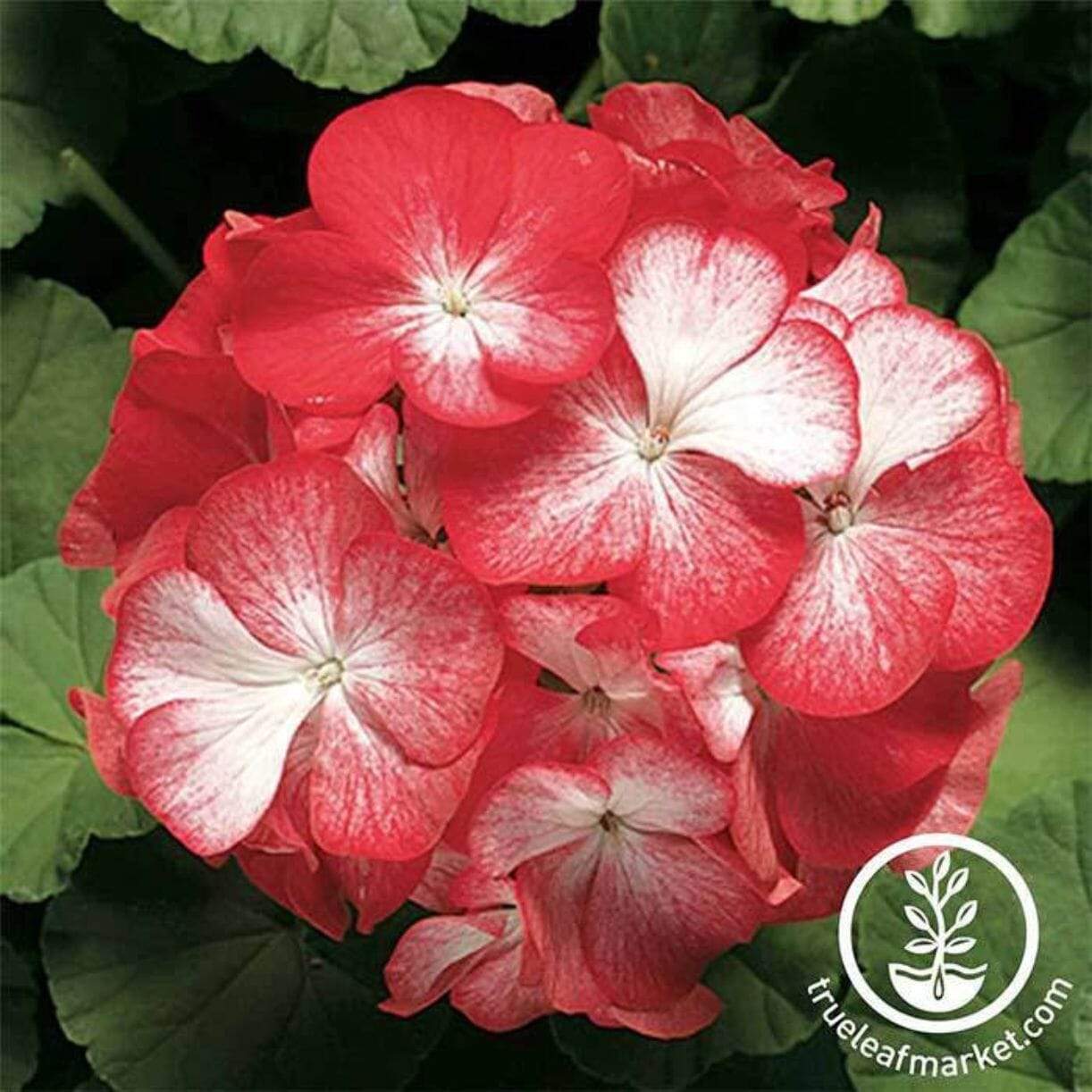 Pinto Premium Series Geranium
