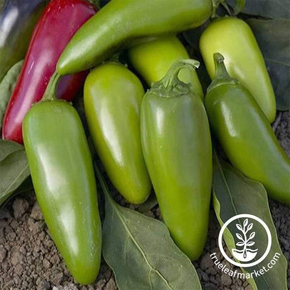 Jalapeno M Pepper