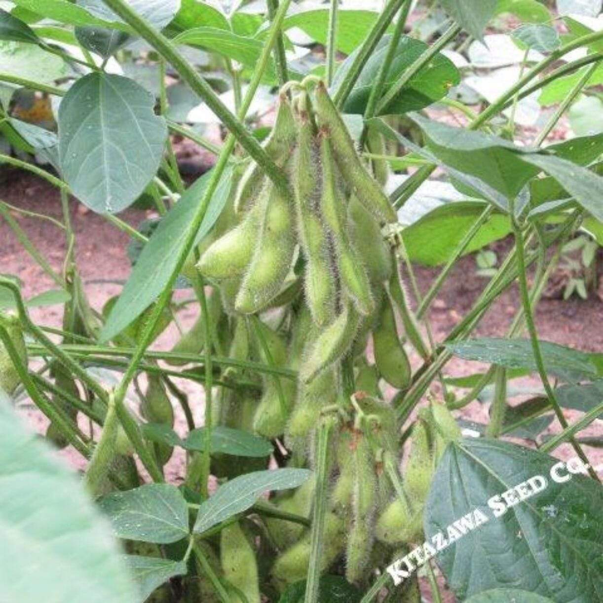 Midori Giant Edamame Soybean
