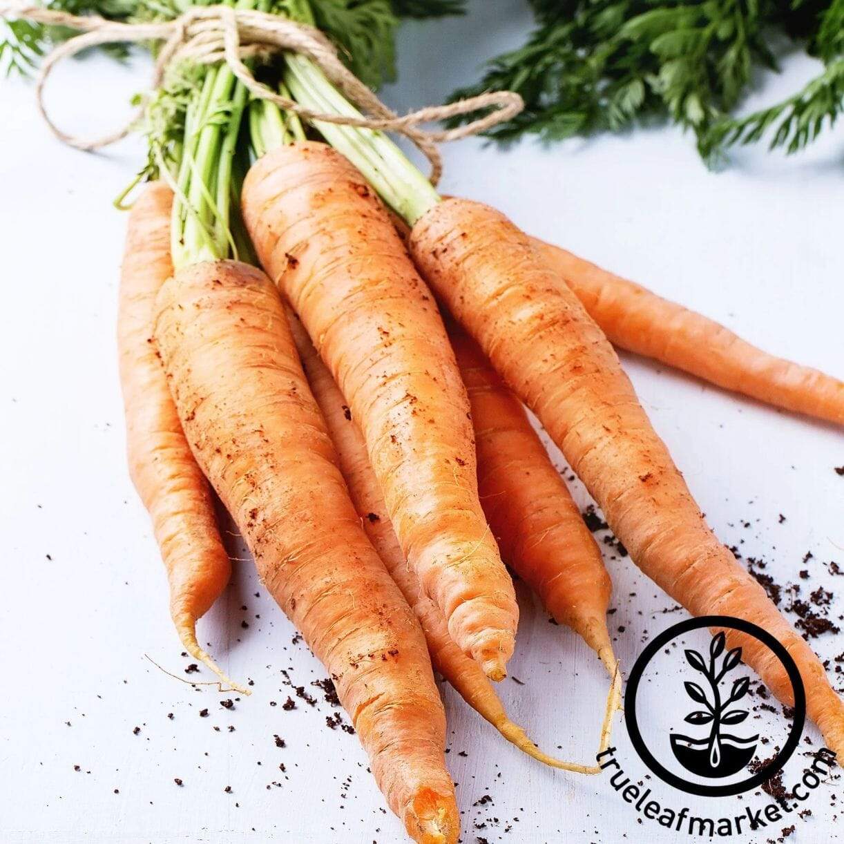 Amsterdam Carrot