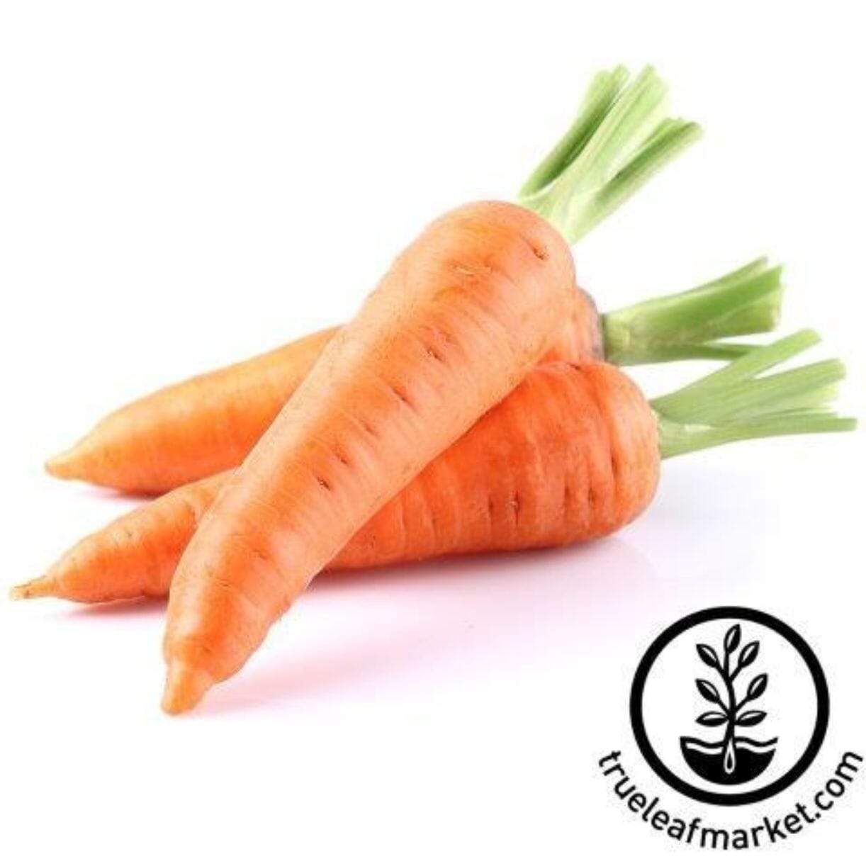 Nantes Mini Core Carrot