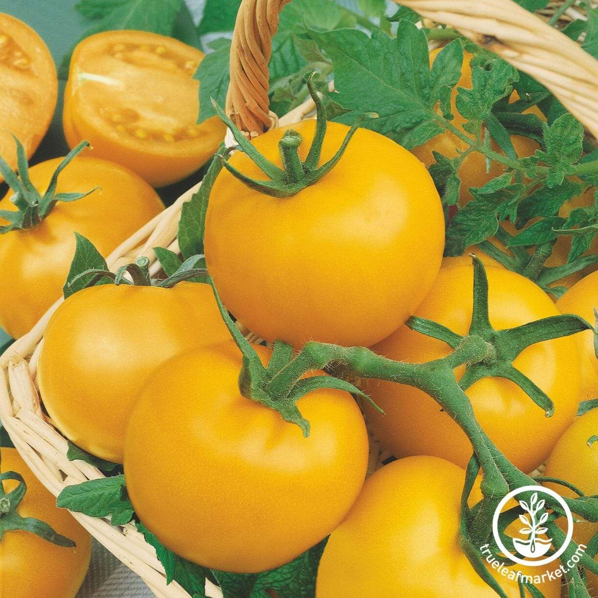 Husky Gold Tomato