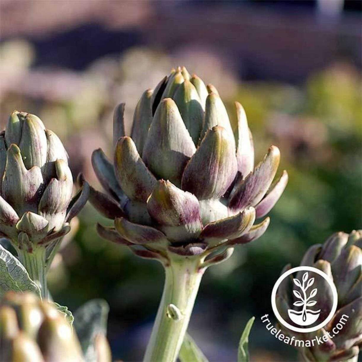 Green Globe Artichoke