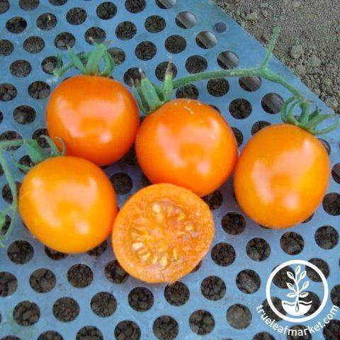 Pride Of The Trials Tomato