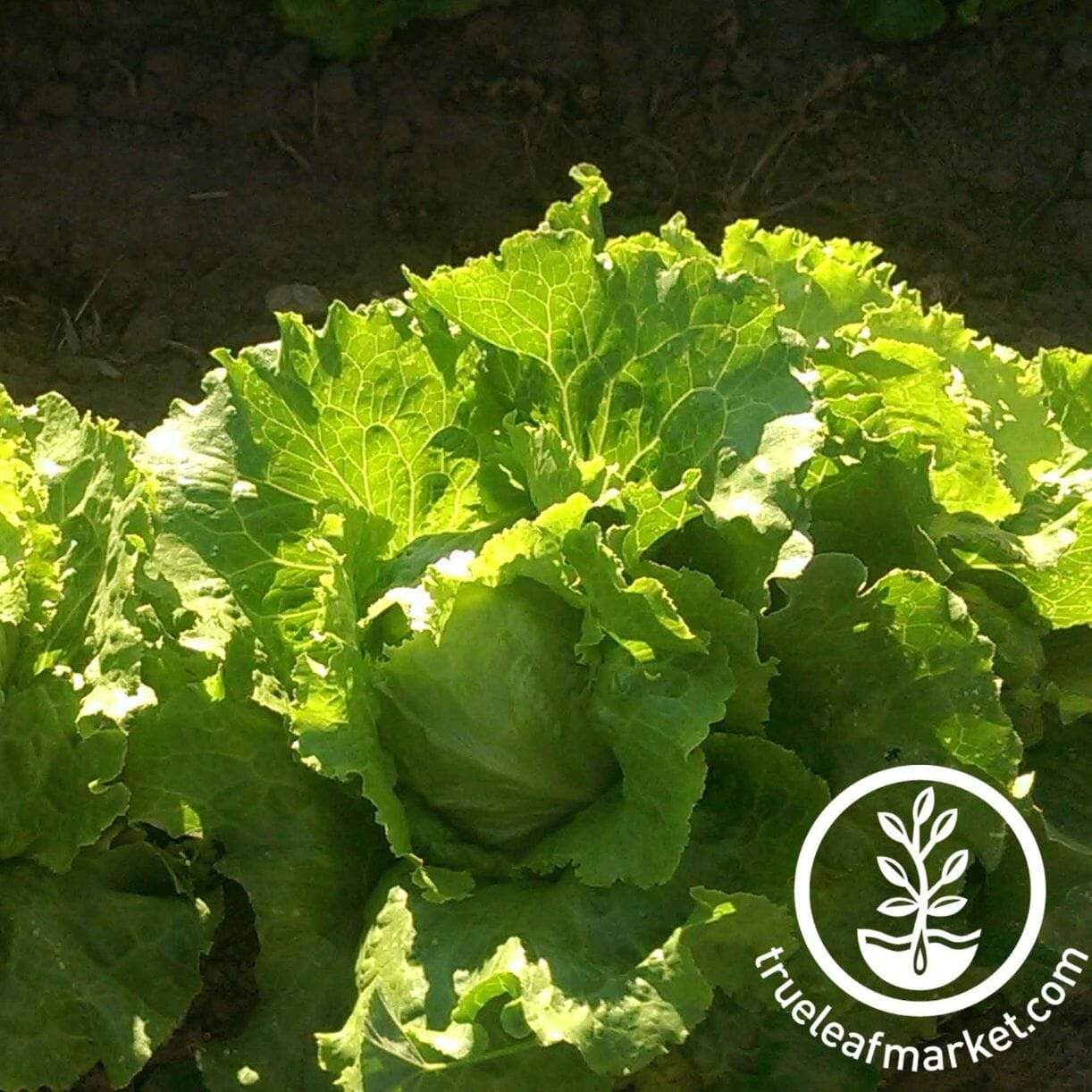 Ithaca Lettuce