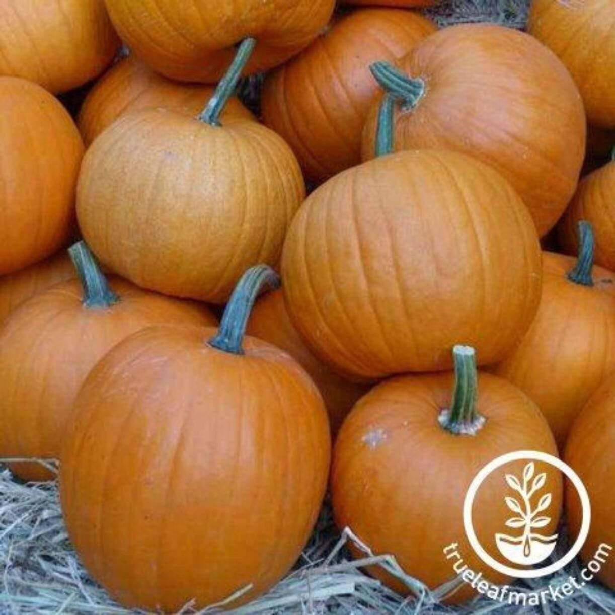 Montana Jack Pumpkin