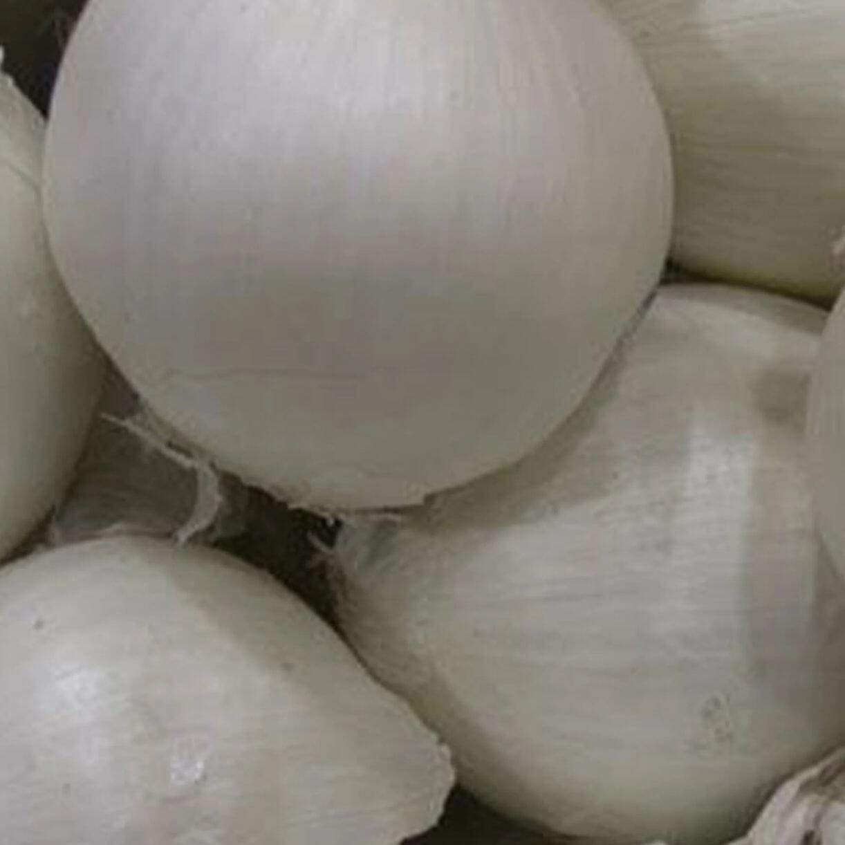 Southport White Globe 404 Onion