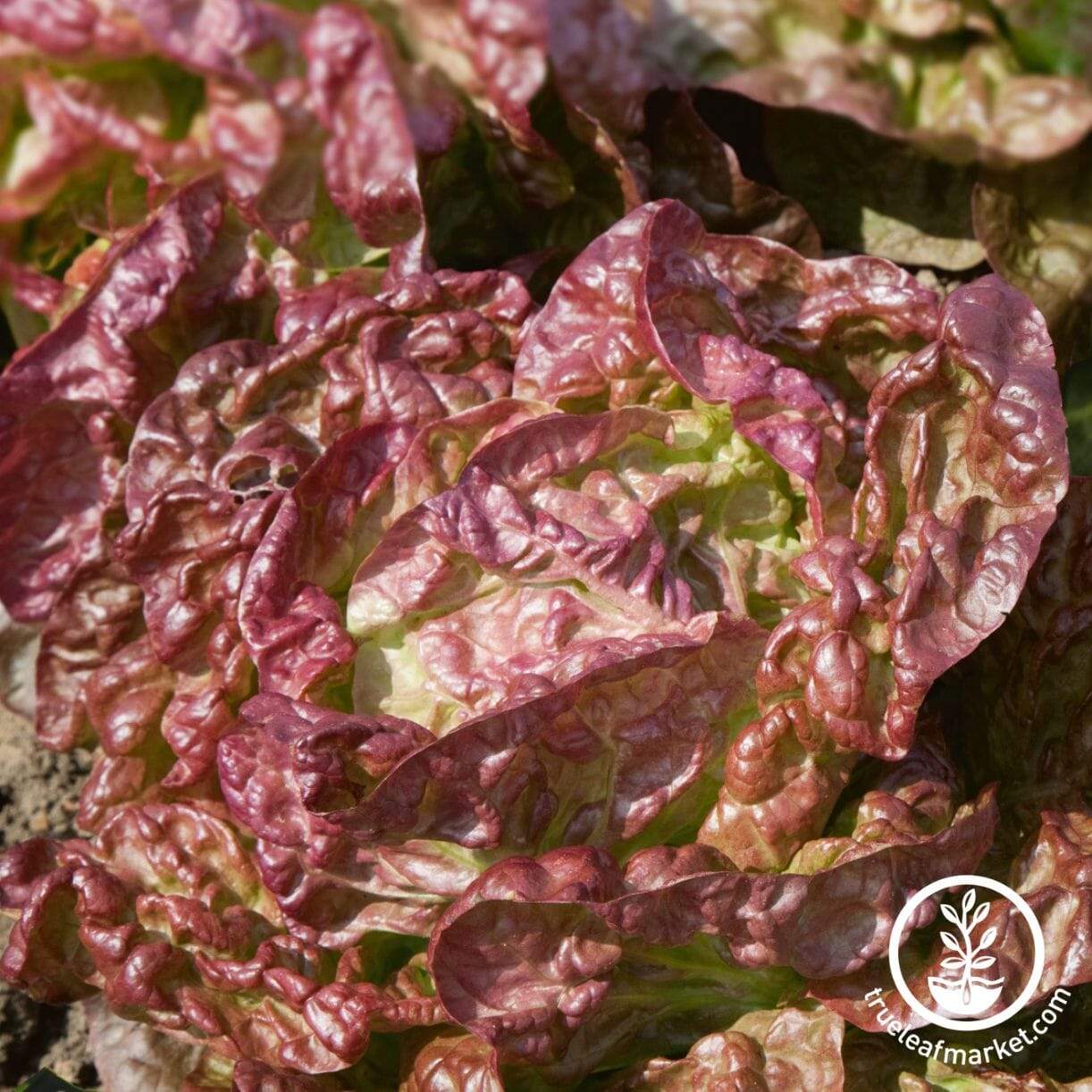 Sweet Valentine Lettuce