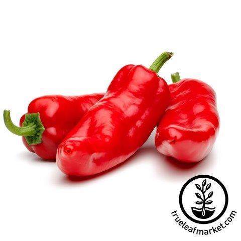 Sweet Heat Pepper