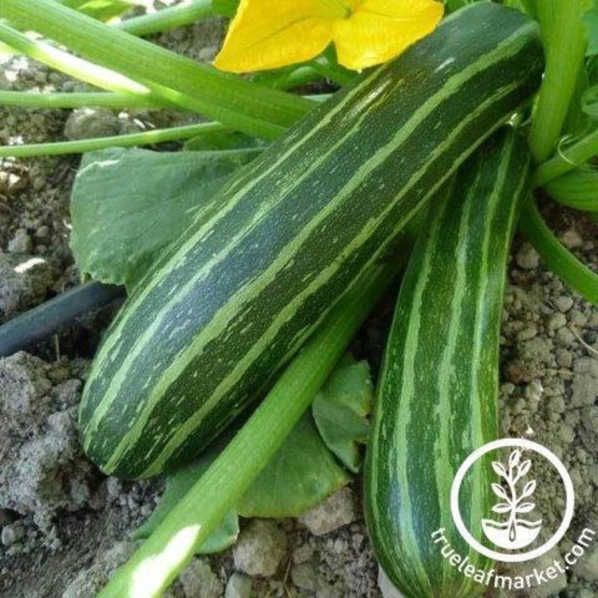 Cocozelle Zucchini