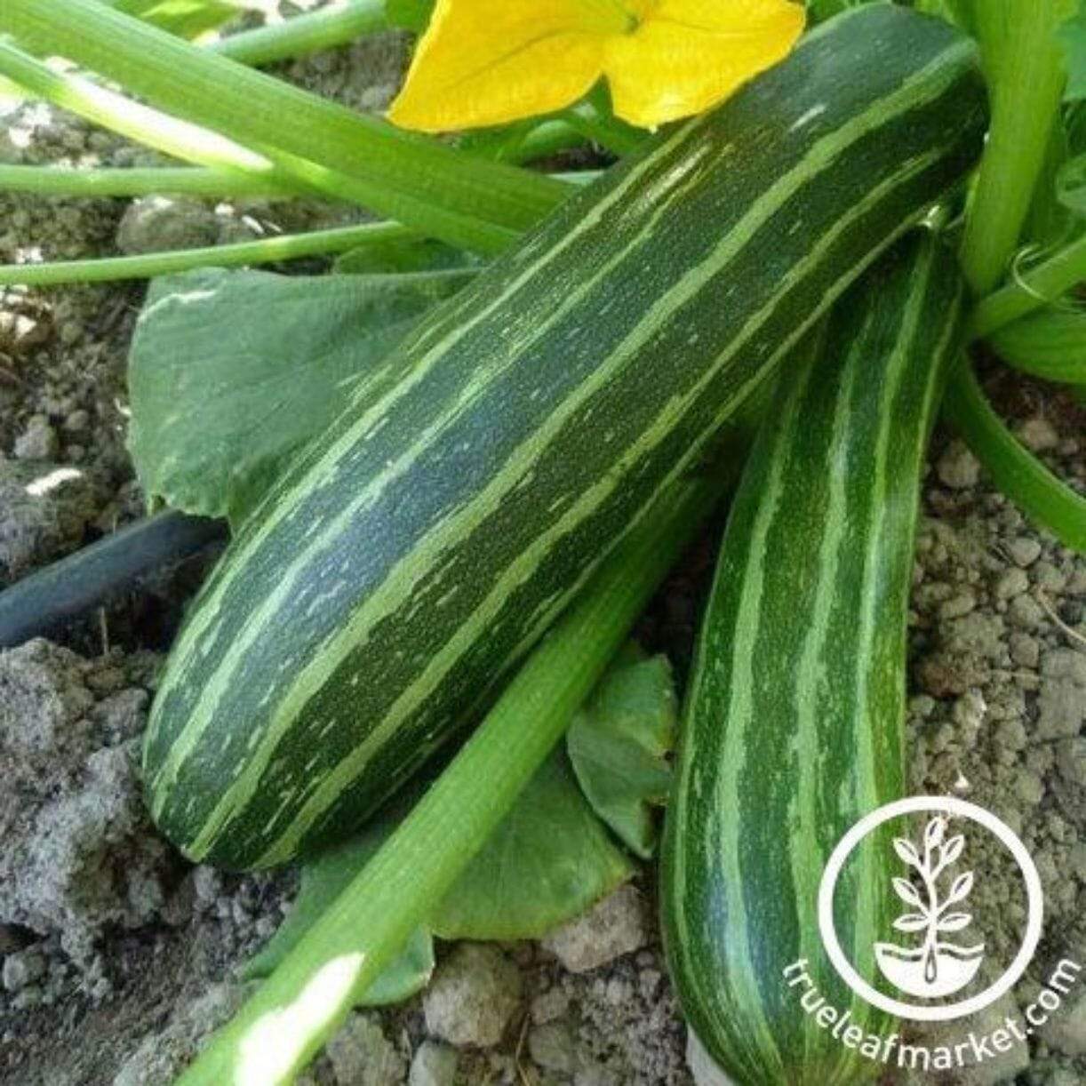 Cocozelle Zucchini