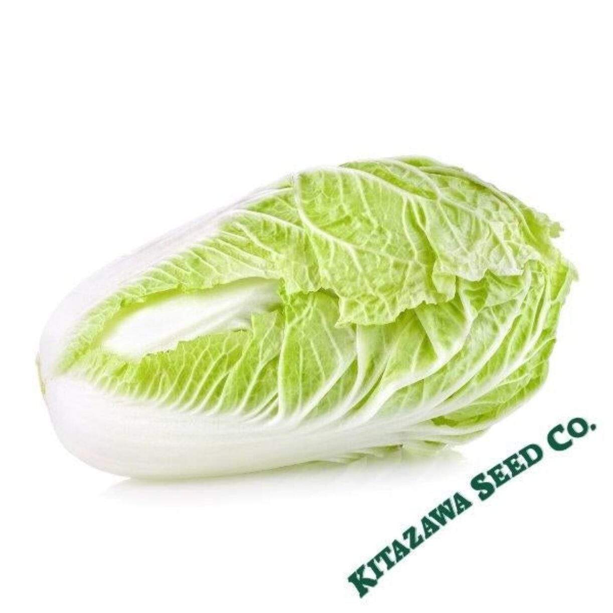 Aichi Chinese Cabbage