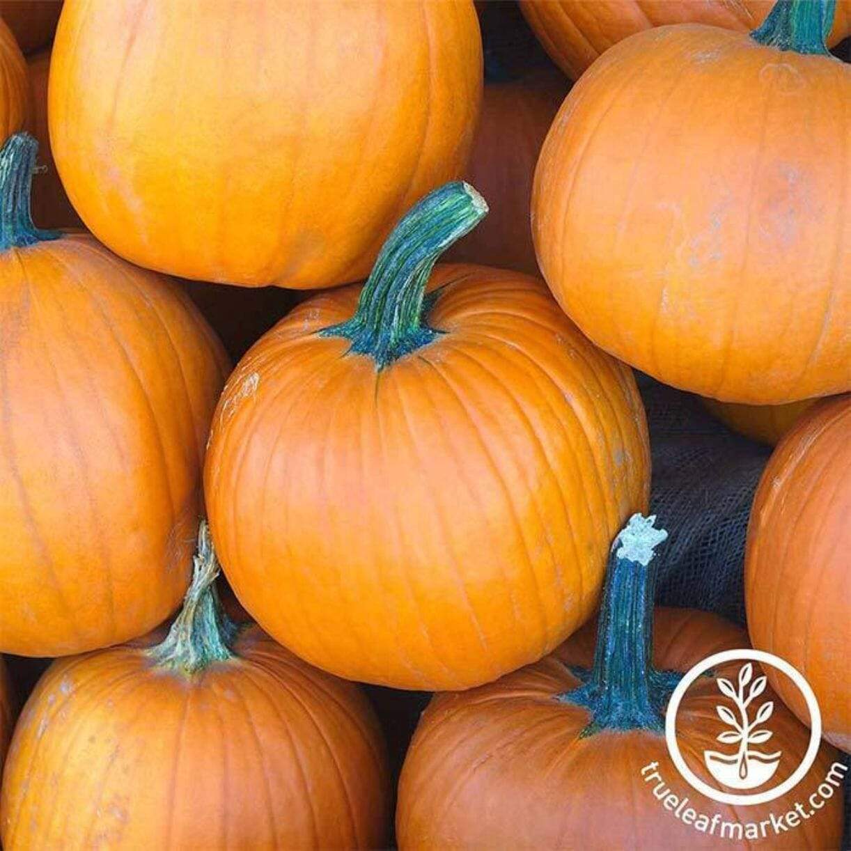 Sugar Pie Pumpkin