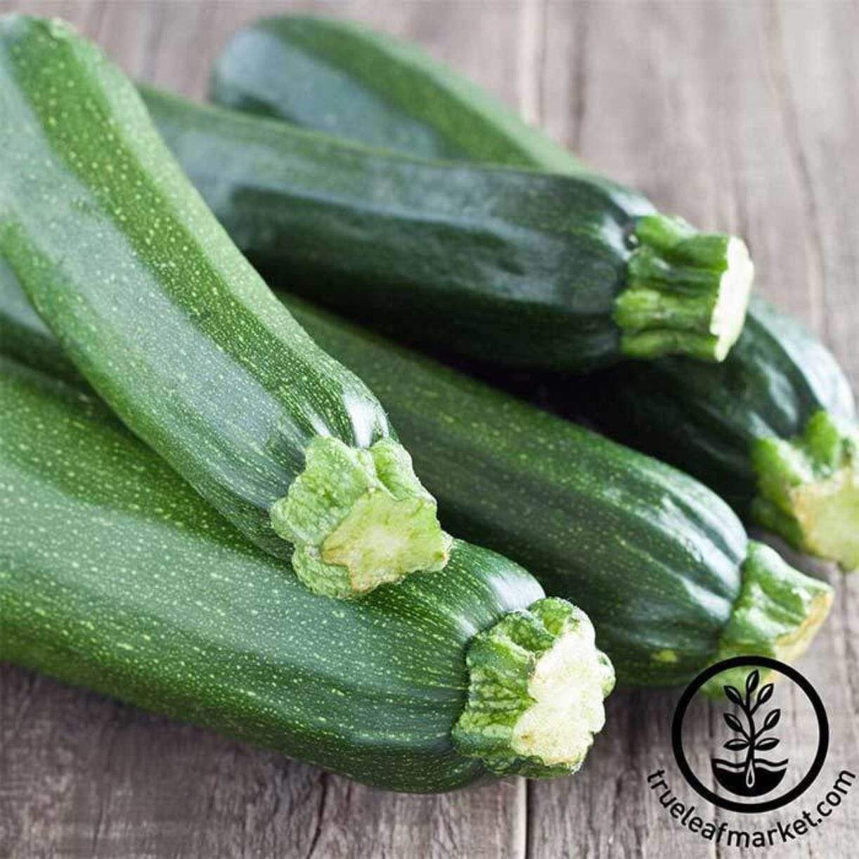 Zucchini Cashflow Squash
