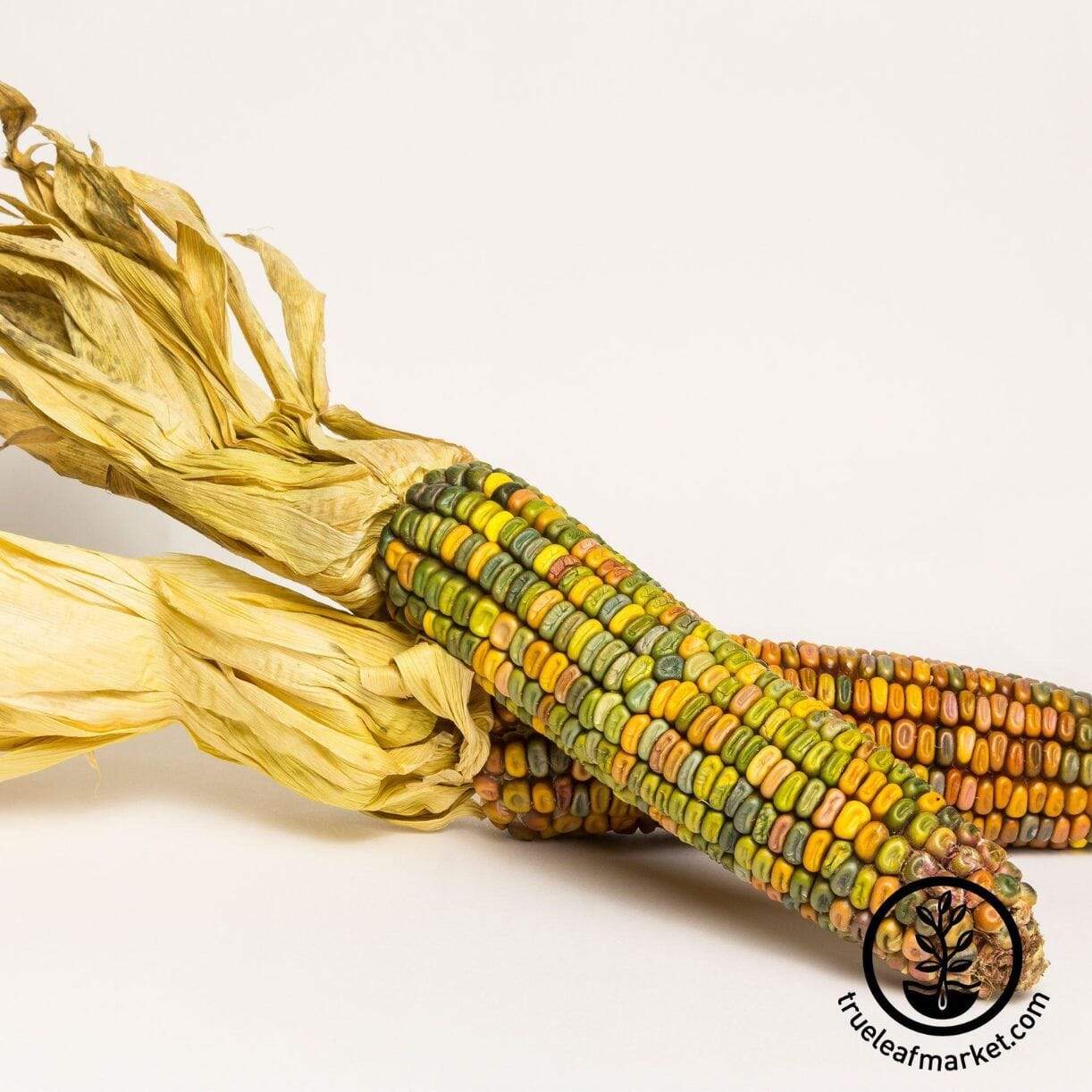 Earth Tones Dent Corn
