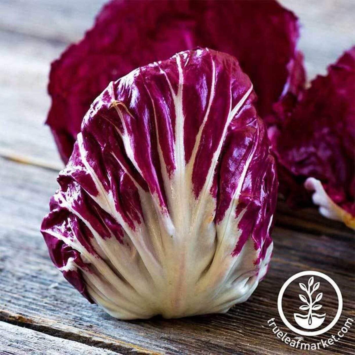 Palla Rosa Radicchio