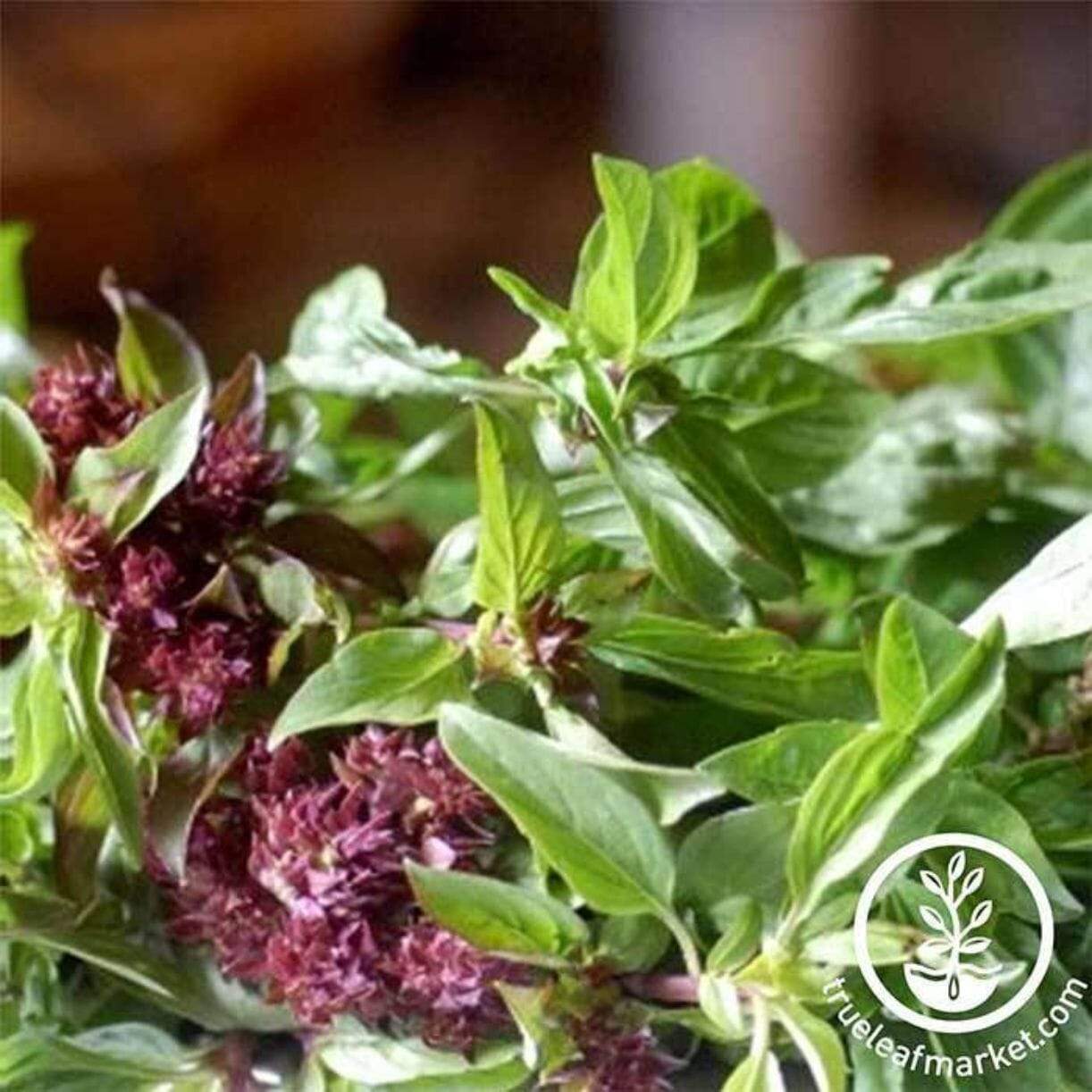 Licorice Basil