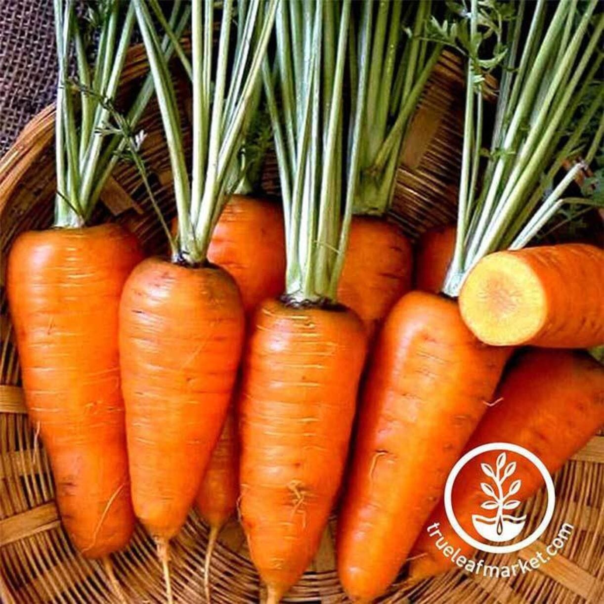Chantenay Red Core Carrot