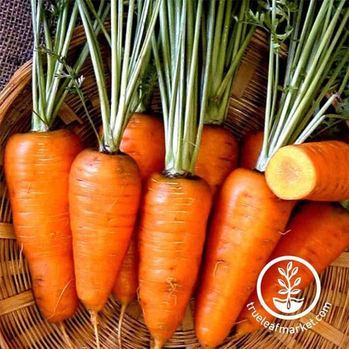 Chantenay Red Core Carrot