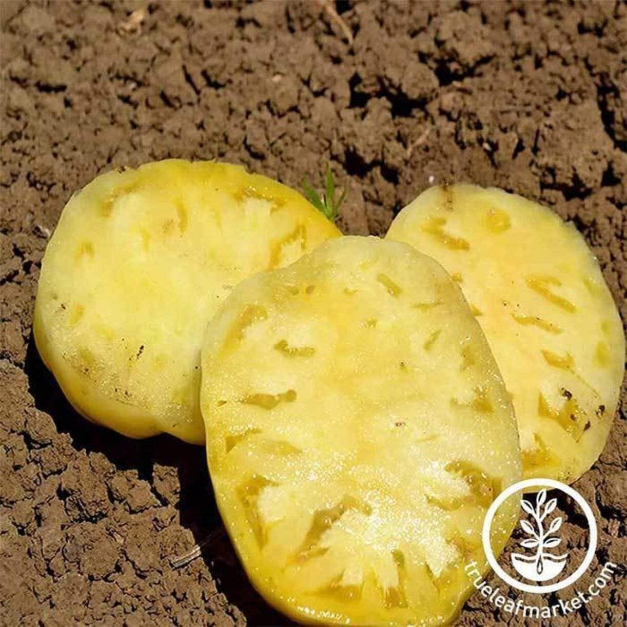 Great White Tomato
