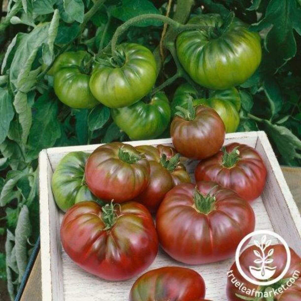 Purple Calabash Tomato