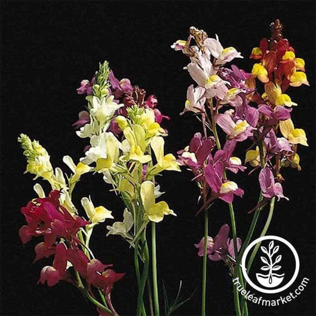 Spurred Snapdragon Linaria