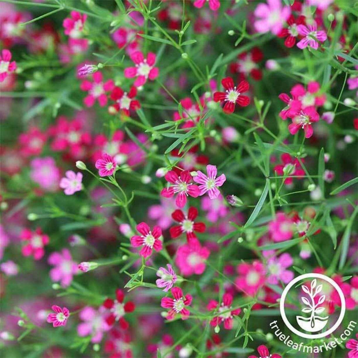 Gypsy Deep Rose Gypsophila