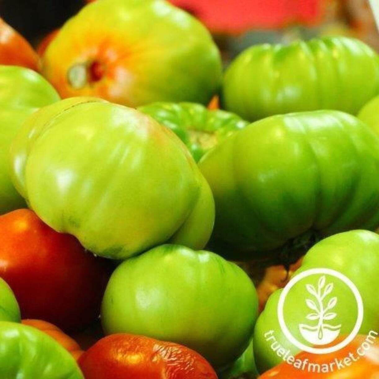 Containers Choice Green Tomato