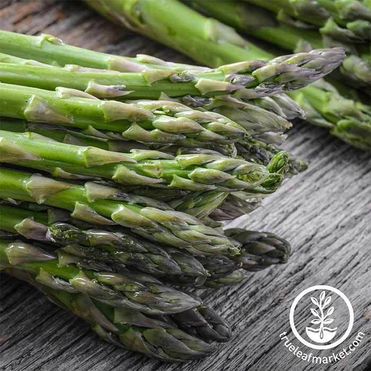 Uc 157 F2 Asparagus