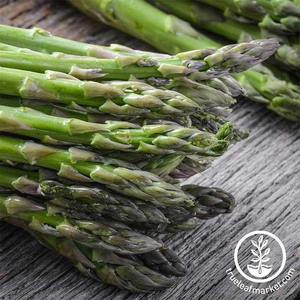 Uc 157 F2 Asparagus
