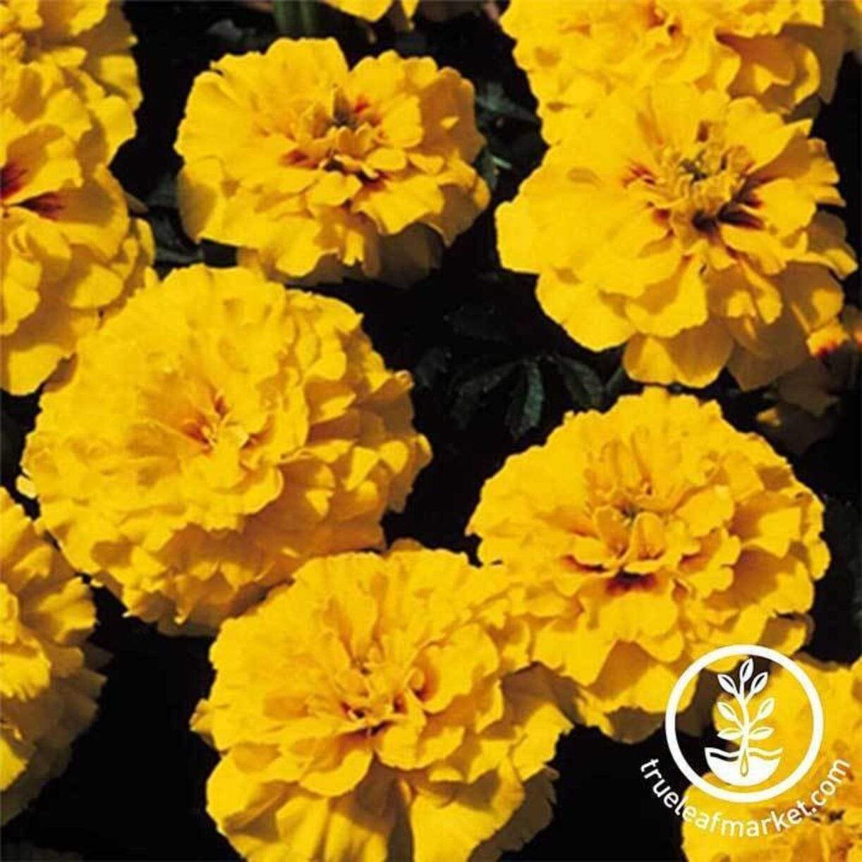 Janie Series French Marigold