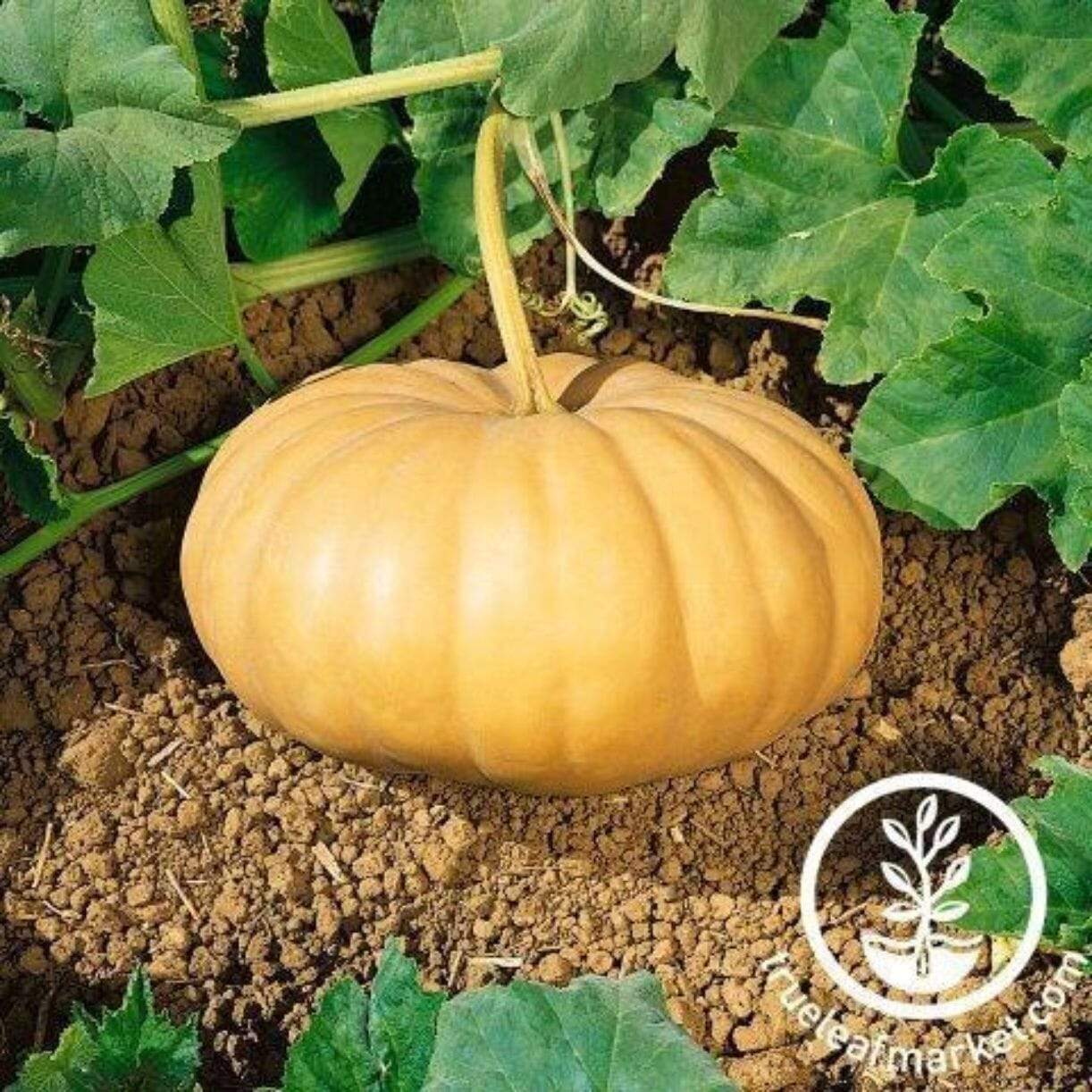 Long Island Cheese Pumpkin