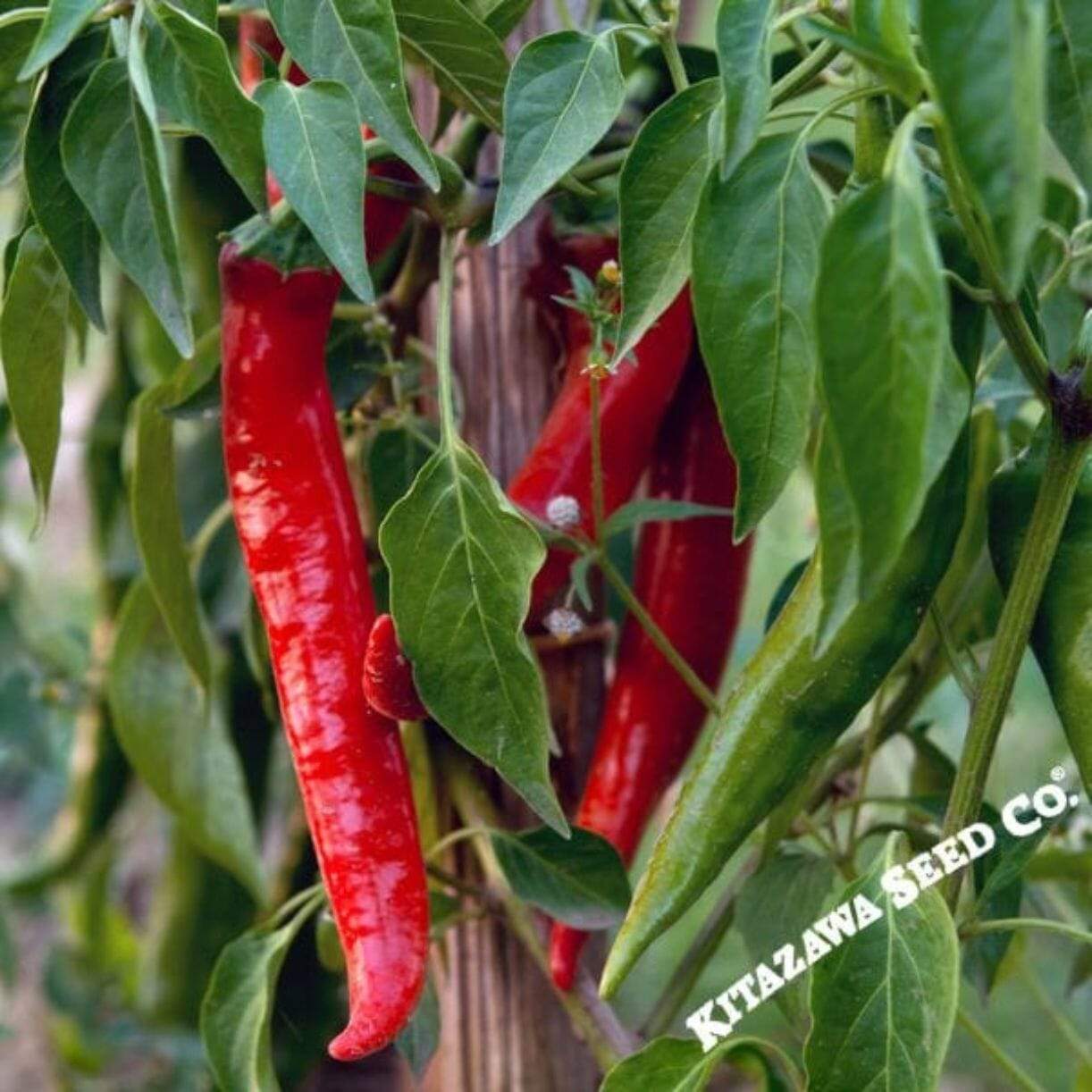 Thai Super Chili Pepper